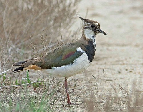 ����� (�����)