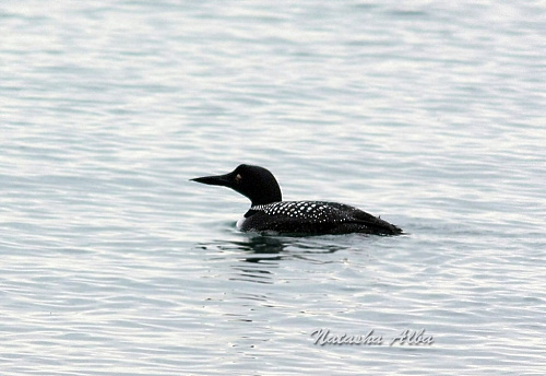 ����������� ������