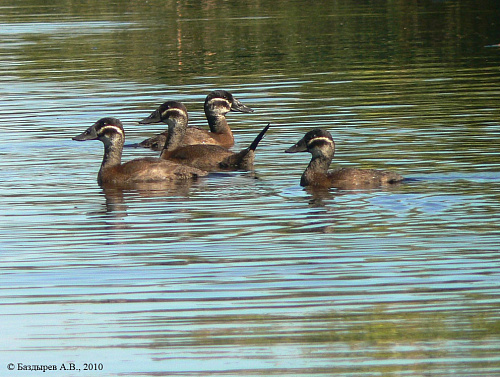 ������� �����