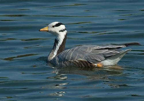 ������ ����