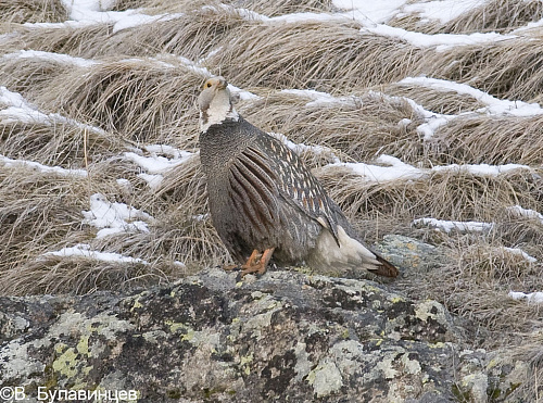 ���������� ����