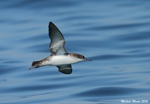 ���������� �����������