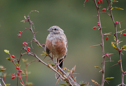 ������ �������