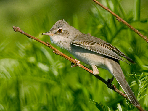 ����� ������