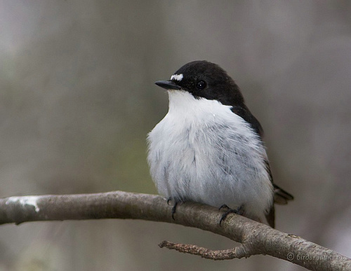 ���������-���������