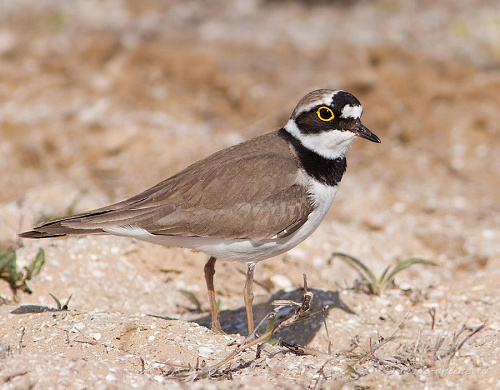 ����� ����