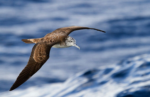 ����������� �����������