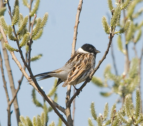 ��������� �������