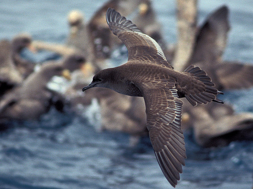 ����������� �����������