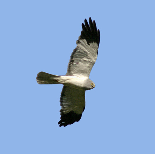 ������� ����