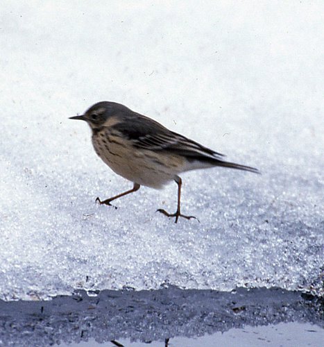 ��������� �����