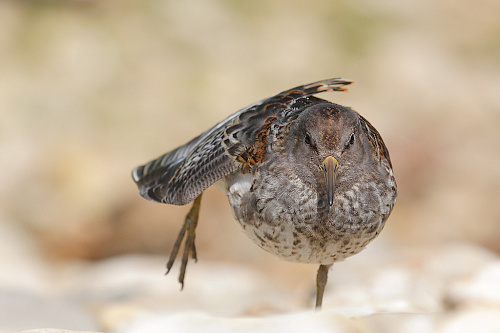 ������������ ���������� 