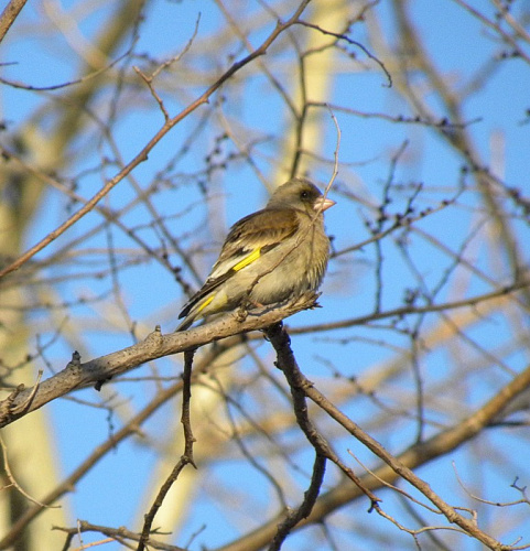 ��������� ���������