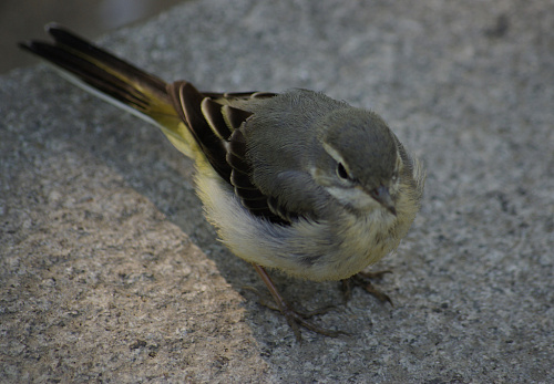 ������� ������ ����������