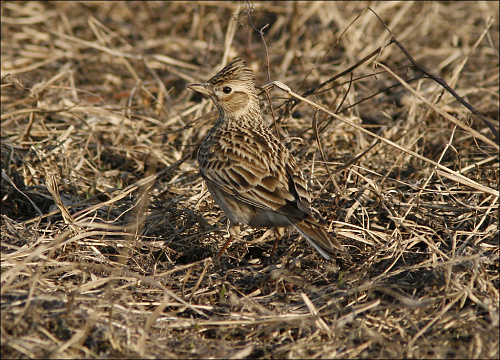 ������� ���������