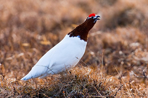 ����� ����� ���������