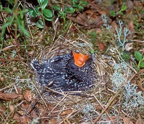 �������-������