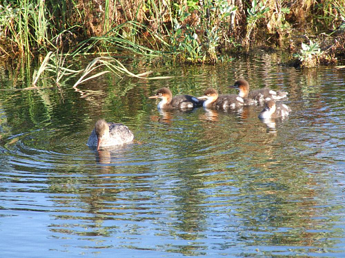 ������� ������������ �������