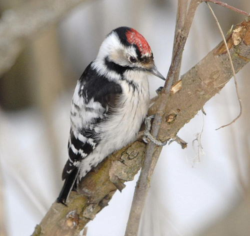 ����� ������ ������� �����