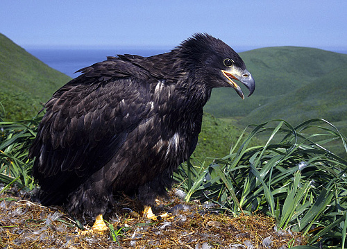 ������� ����������� �����