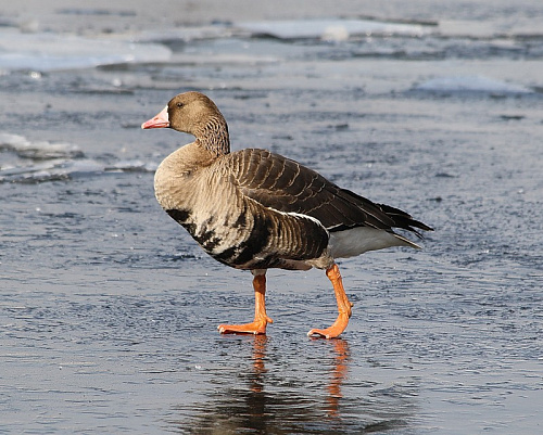 ��������� ����