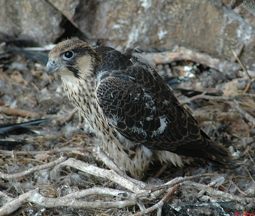 ����� �������