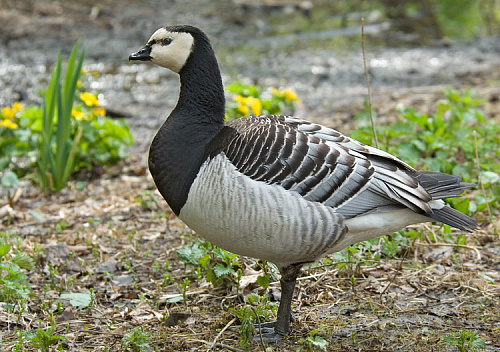 ��������� �������