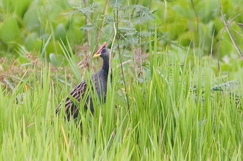 ������� ���������