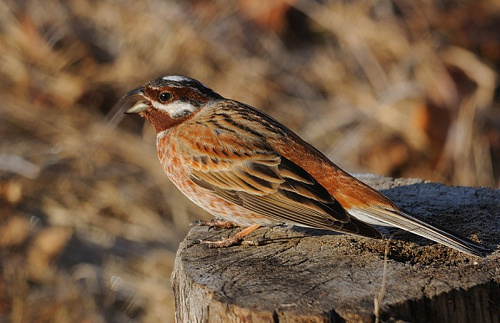 ������������ �������