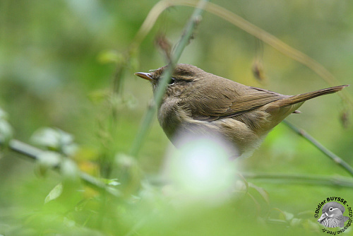 ������������ �������