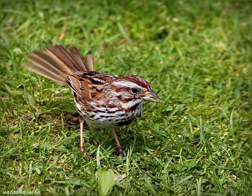 ������ �������