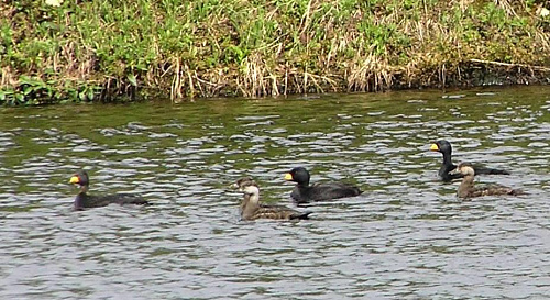 ������������ ������