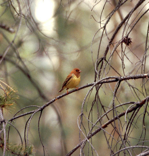 ����� �������