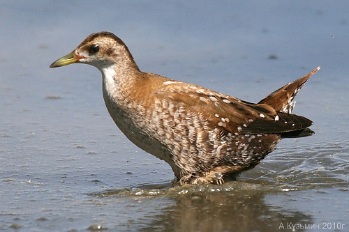 ����� �������