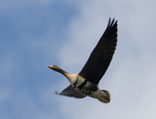 ��������� ����