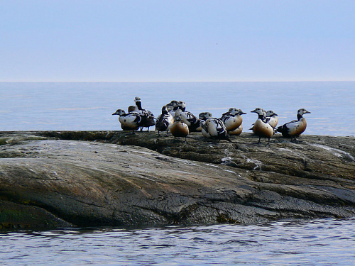 ���������� ����