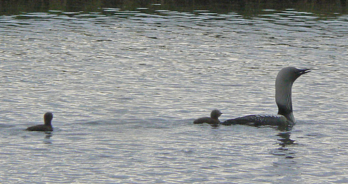 ���������� ������ � ��������