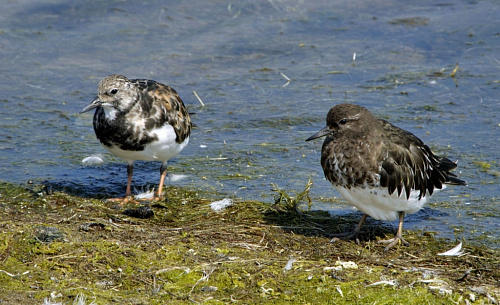 ׸���� ���������� (������), ������������ (�����)