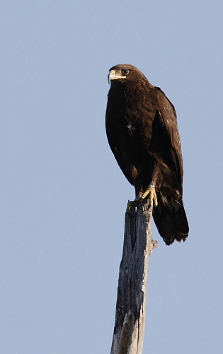 ������� ��������