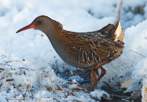 ������� ��������