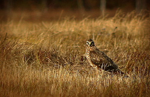 ����� �������� ���� 