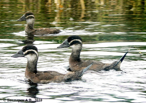 ������� �����