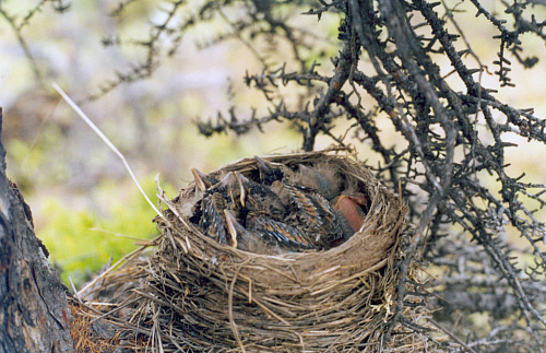 �����-����������