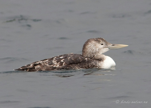 ���������� ������