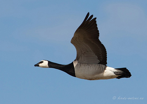 ��������� �������