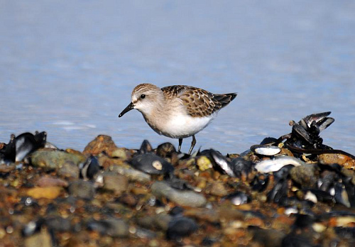 ��������-�����������