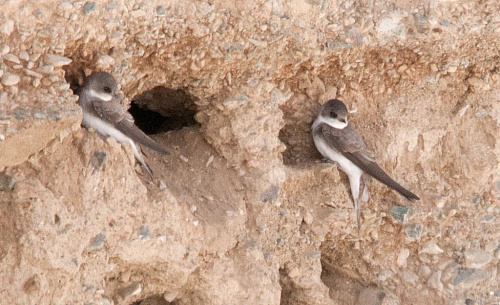 ������� ��������� ��������