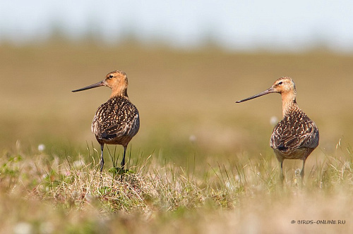 ����� ����������