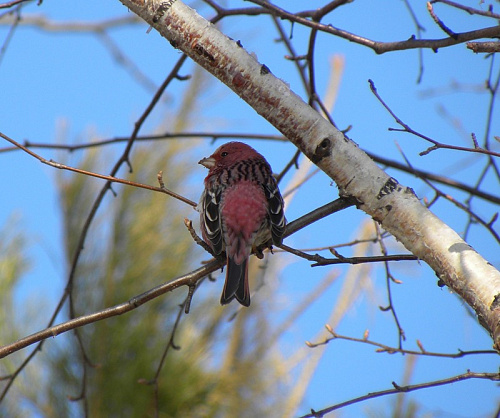 ������ ���