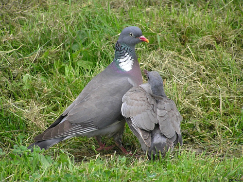 ������ �� ������